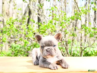 French Bulldog dogs for sale: Bailey - Ad 2