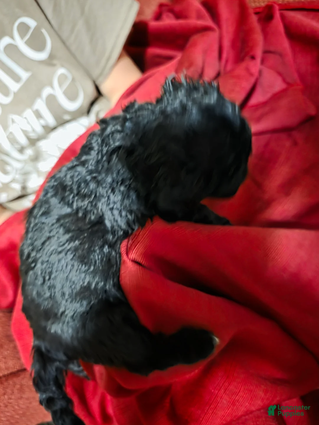 Shihpoo dogs for sale: Sadie - Ad 2