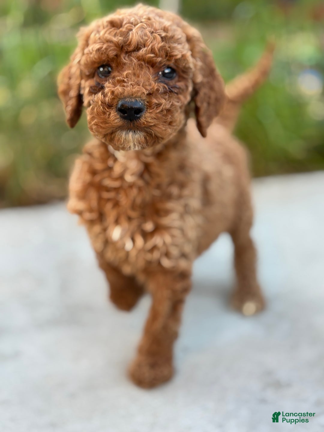 Standard Poodle dogs for sale: Daisy - Ad 1