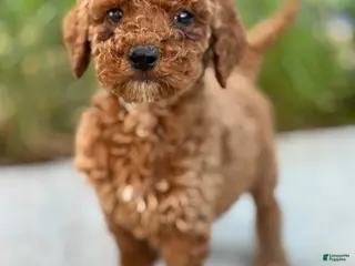 Standard Poodle dogs Daisy - Ad 7