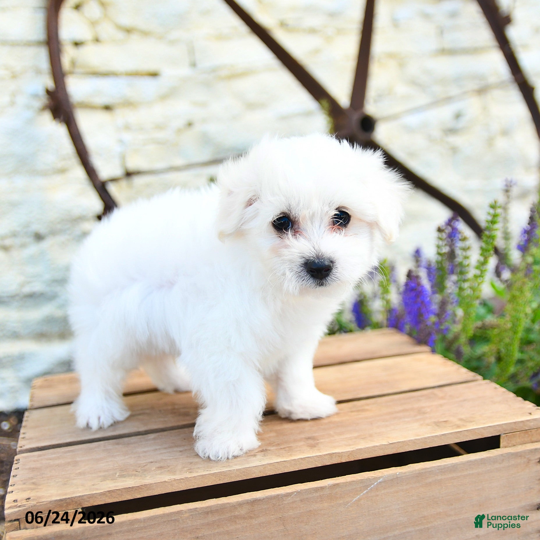 Mixed Breed dogs Olaf - Ad 2