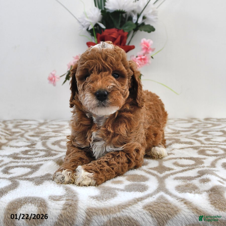 Mini Goldendoodle dogs Ocean - Ad 11