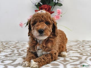 Mini Goldendoodle dogs Ocean - Ad 3