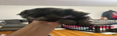 Miniature Schnauzer 5