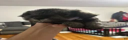 Miniature Schnauzer dogs for sale: Miniature Schnauzer 5 - Ad 1