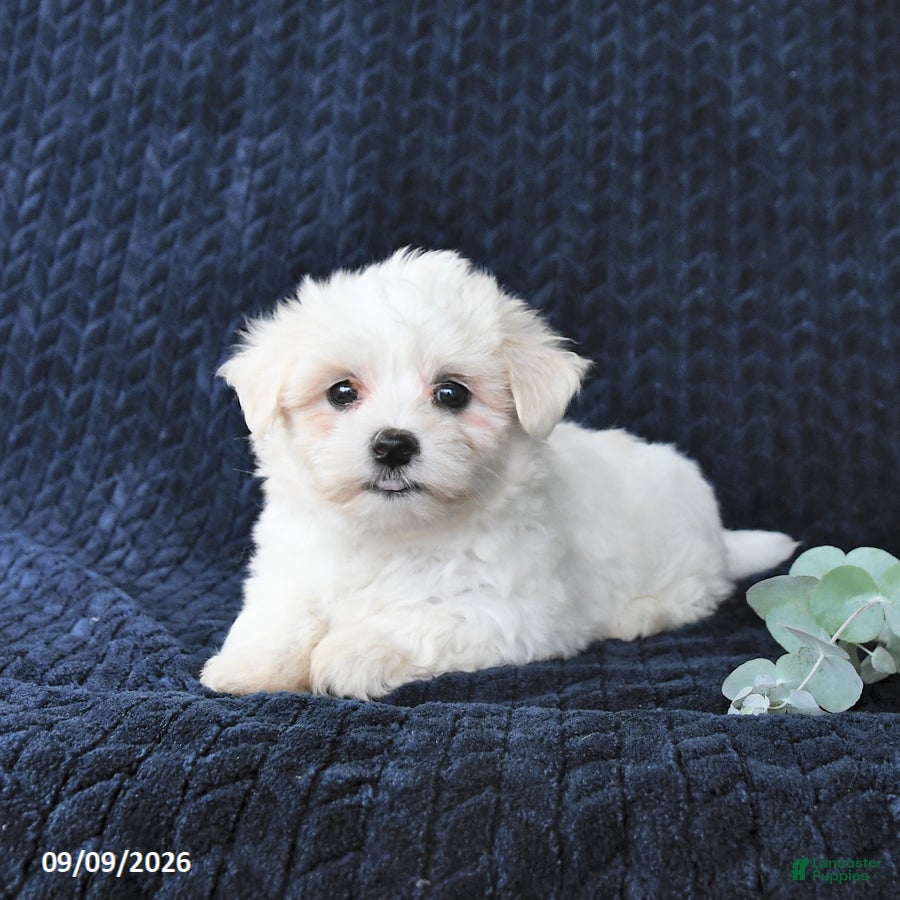 Maltese dogs Tessie - Ad 2