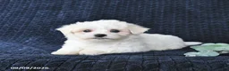 Maltese dogs for sale: Tessie - Ad 2