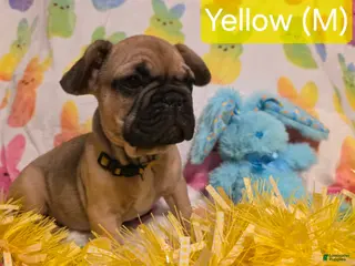 French Bulldog dogs French Bulldog Puppy 5 - Ad 25