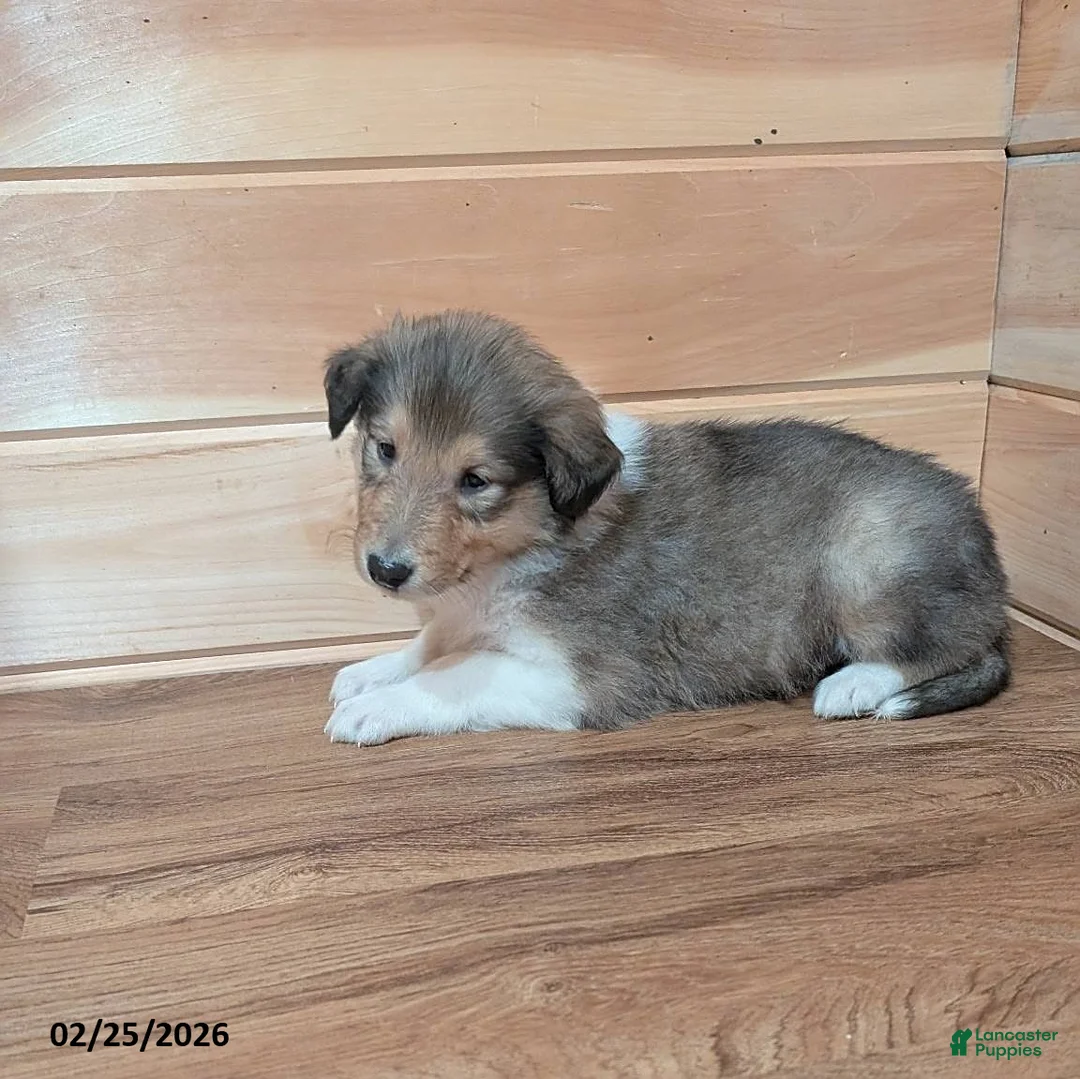Collie dogs for sale: Prince   - Ad 3