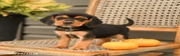 Beagle dogs for sale: Brinley - Ad 1