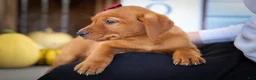 Labrador Retriever dogs for sale: NOAH - Ad 9