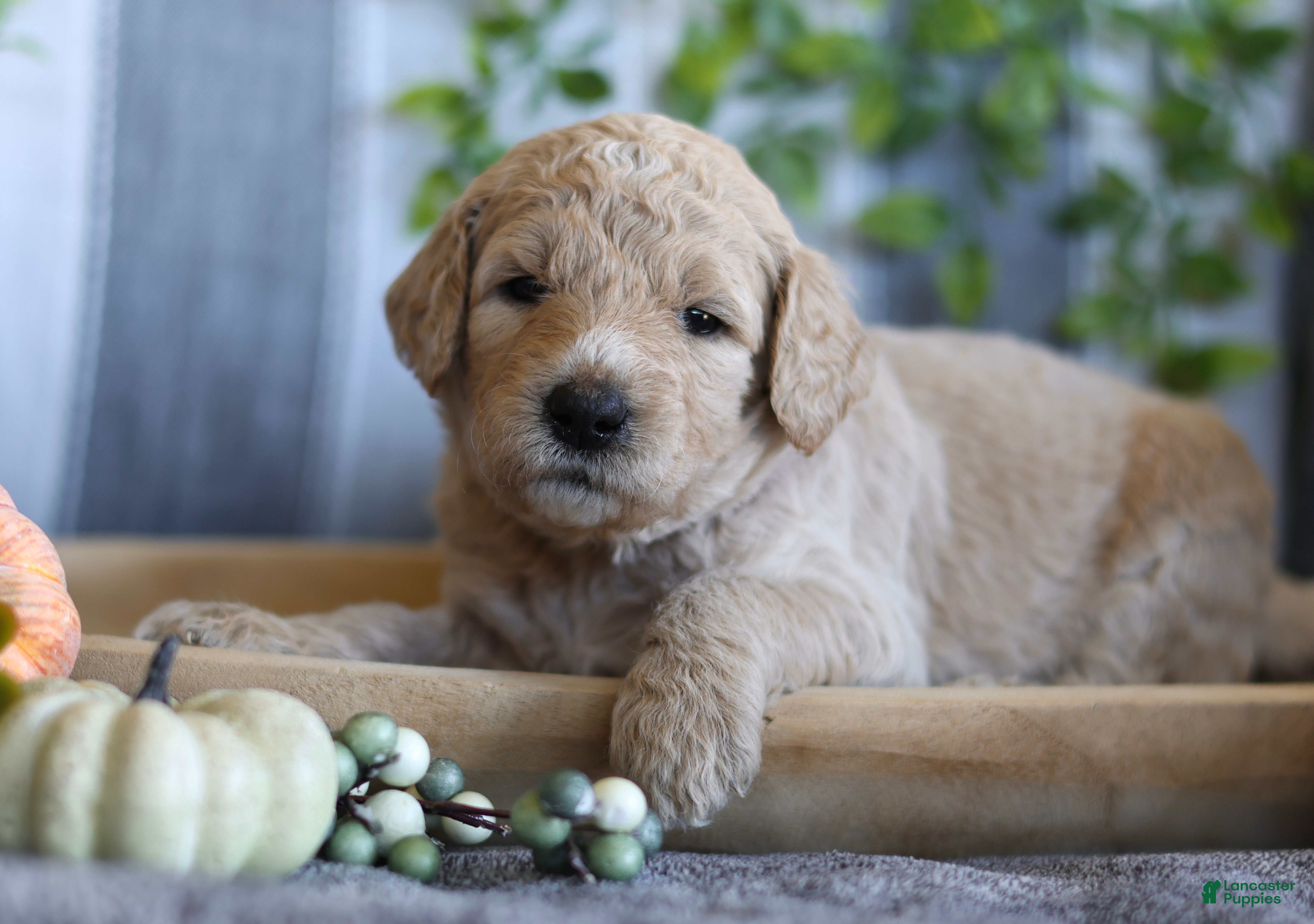 Goldendoodle dogs Nova - Ad 35