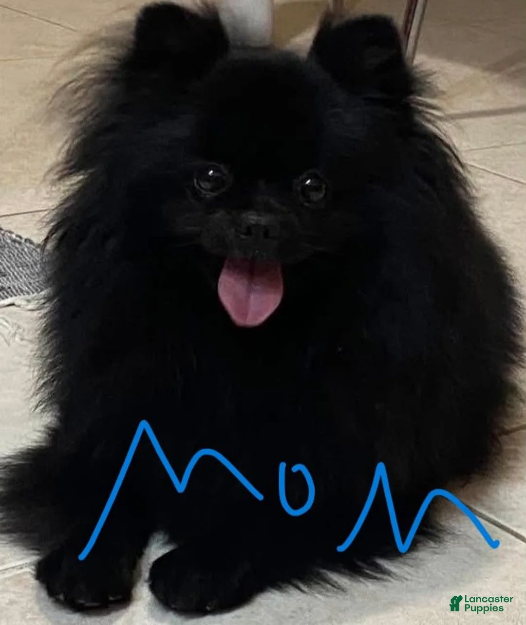Pomeranian dogs for sale: Pomeranian 1 - Ad 9