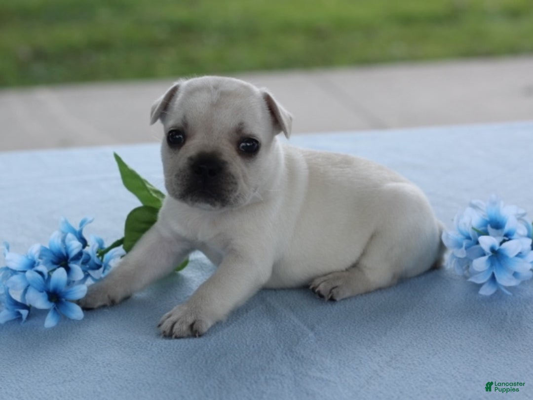 Small White French Bulldog Whi French Bulldog Puppies For Sale
