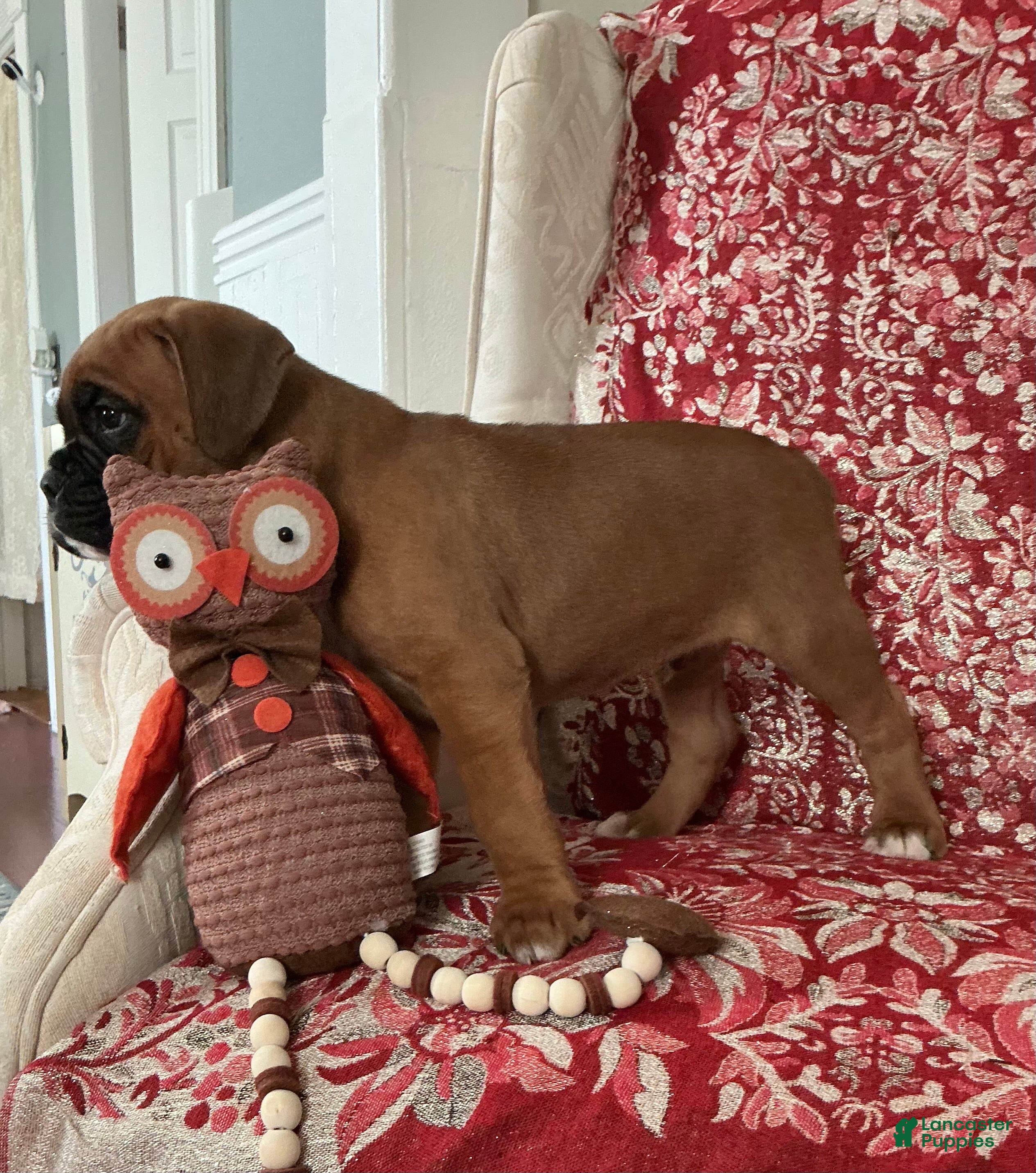 Boxer dogs Munich - Ad 2