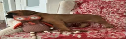 Boxer dogs for sale: Munich - Ad 4