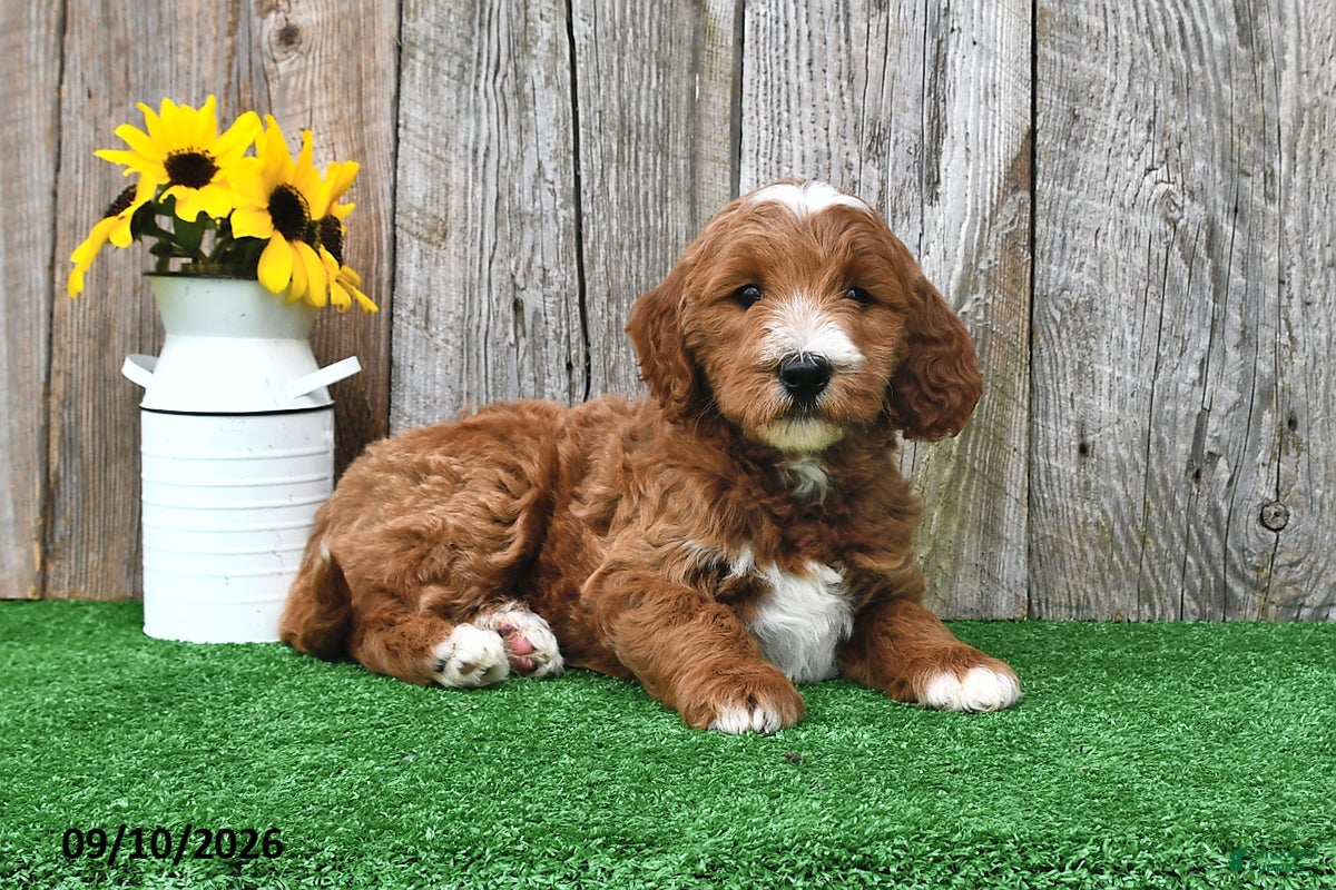 Mini Goldendoodle dogs Lady - Ad 1