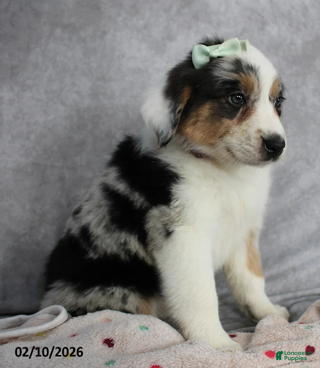 Australian Shepherd dogs for sale: Lily - Ad 2