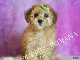 Toy Poodle dogs Blitzen - Ad 3