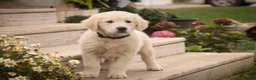 Golden Retriever dogs for sale: Chloe - AKC  - Ad 3