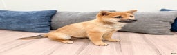Shiba Inu dogs for sale: Lukas - Ad 4