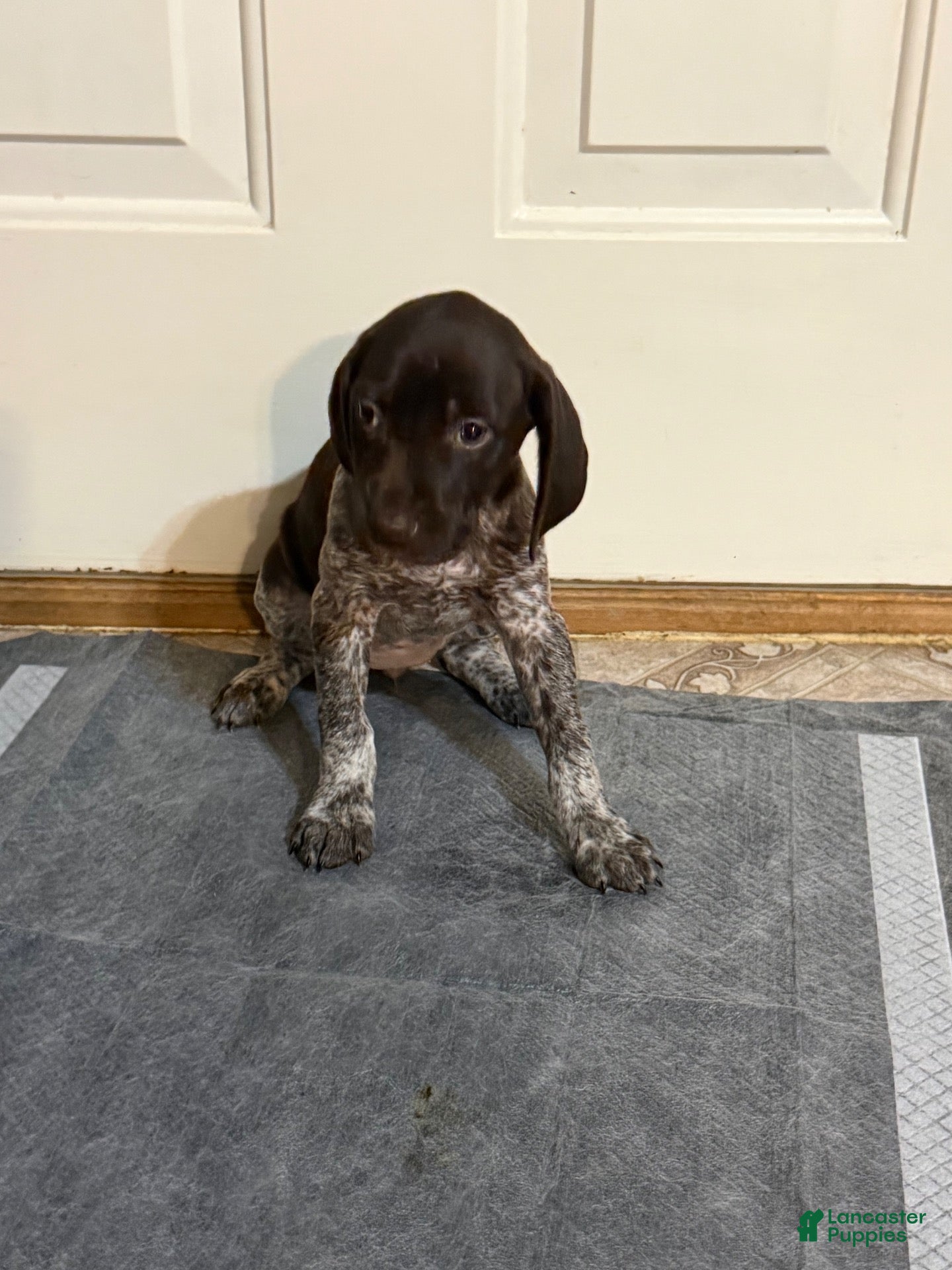 German Shorthaired Pointer dogs German Shorthaired Pointer 5 - Ad 26