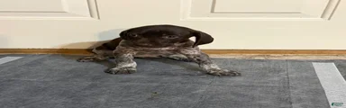 German Shorthaired Pointer 5