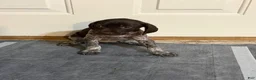 German Shorthaired Pointer dogs for sale: German Shorthaired Pointer 5 - Ad 1