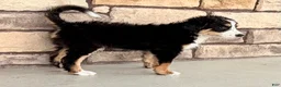 Bernedoodle dogs for sale: Ricky - Ad 6