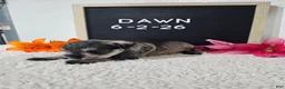 Miniature Schnauzer dogs for sale: Dawn - Ad 3