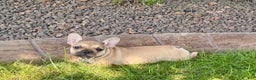 French Bulldog dogs for sale: Sandy - Ad 4