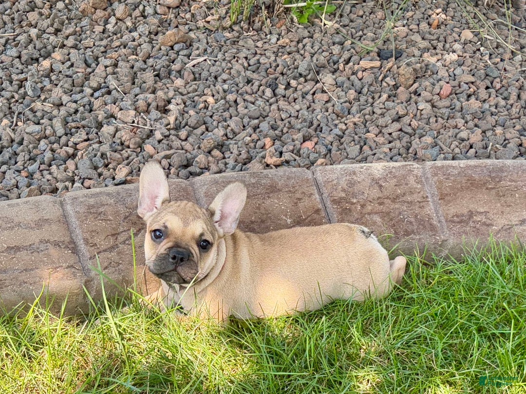 French Bulldog dogs for sale: Sandy - Ad 4