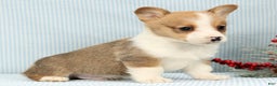 Welsh Corgi Pembroke dogs for sale: Max - Ad 2