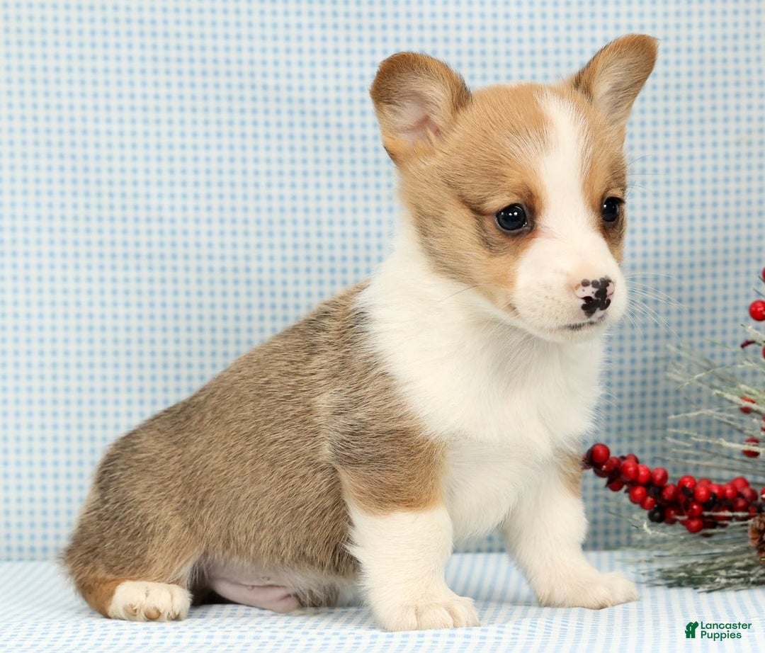 Welsh Corgi Pembroke dogs for sale: Max - Ad 2