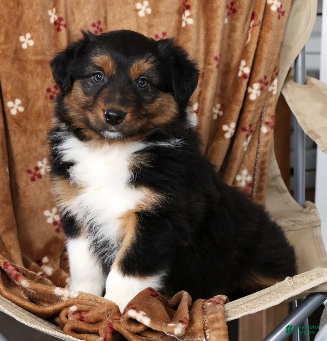 Australian Shepherd dogs for sale: Jesse - Ad 6