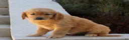 Golden Retriever dogs for sale: Brooks  - Ad 2