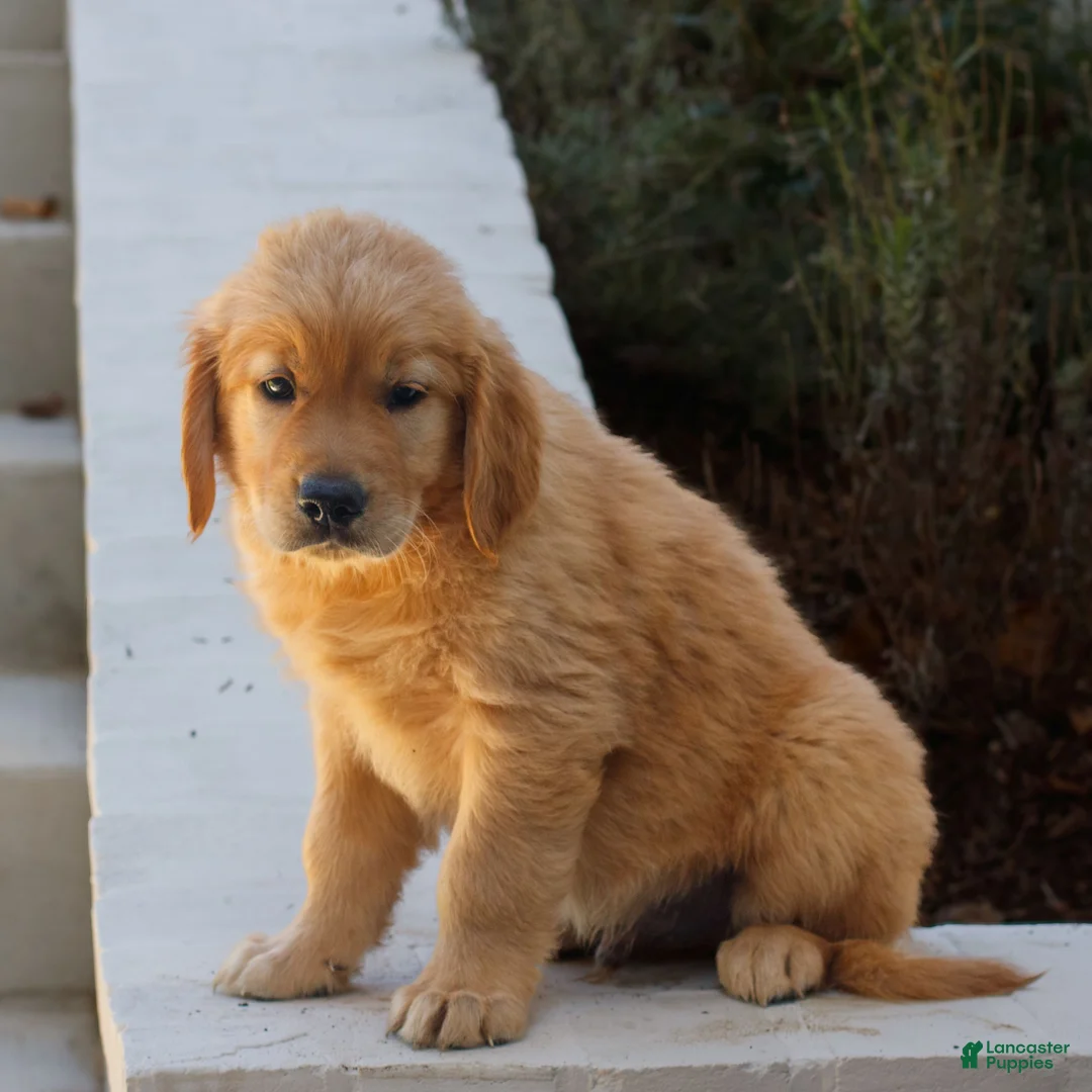 Golden Retriever dogs for sale: Brooks  - Ad 2