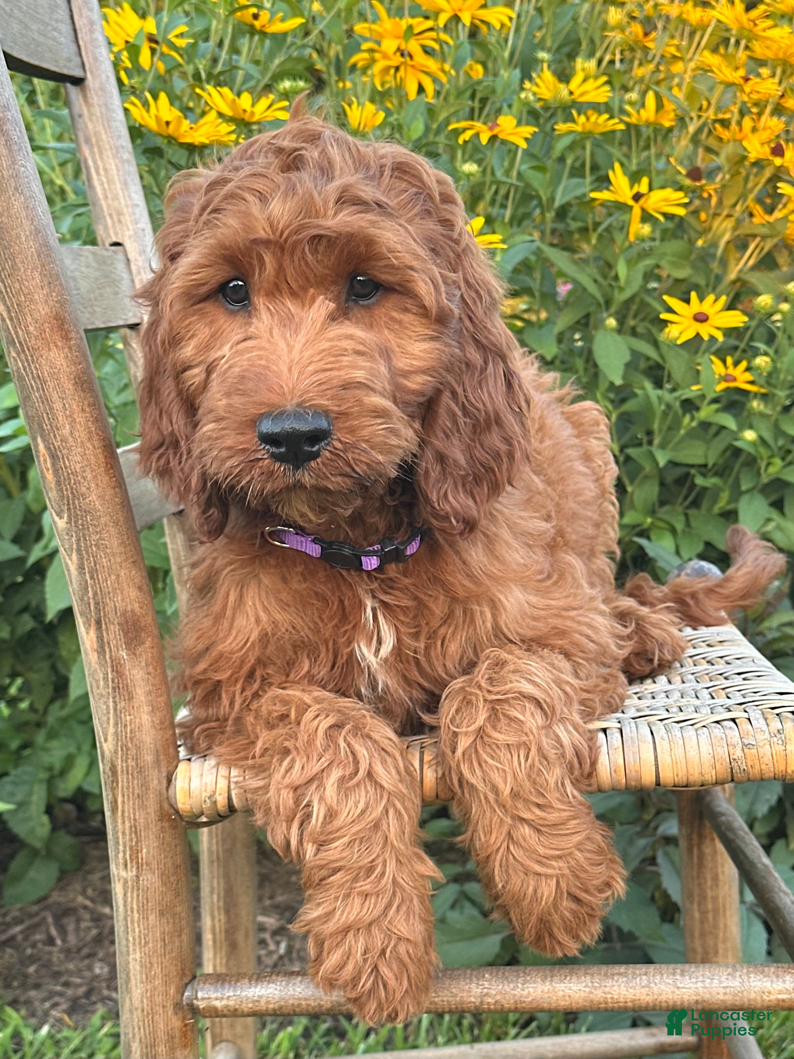 Irish Doodle dogs Molly - Ad 2