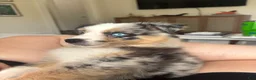Australian Shepherd dogs for sale: Australian Shepherd Puppy  - Ad 1
