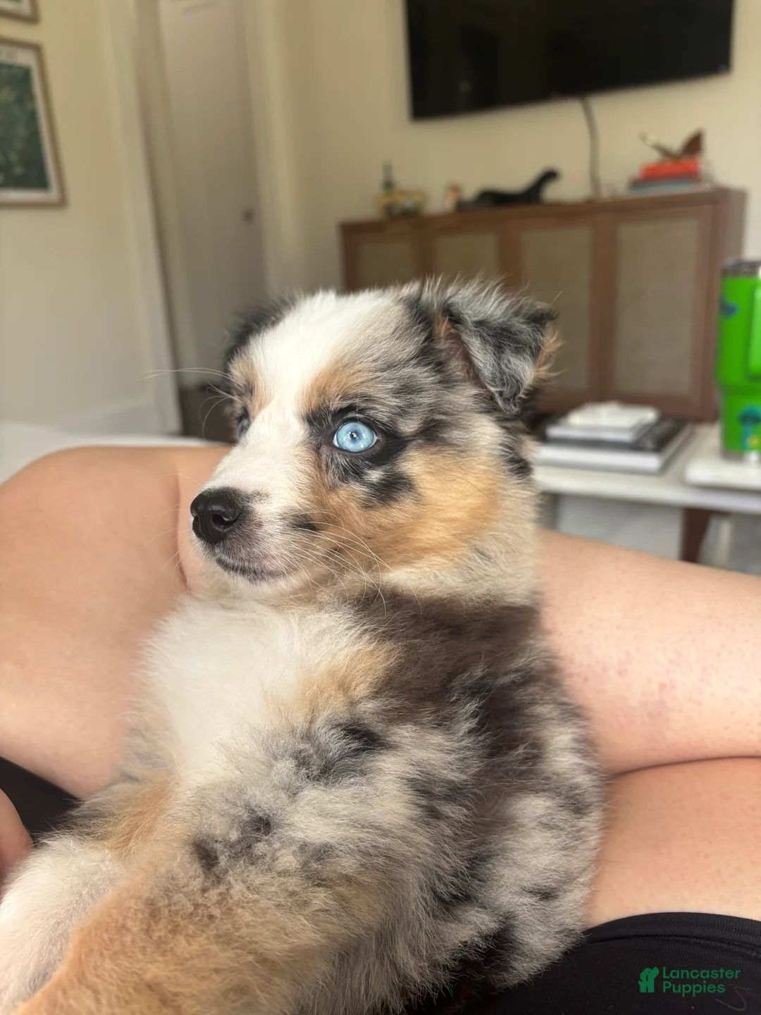 Australian Shepherd dogs for sale: Australian Shepherd Puppy  - Ad 1