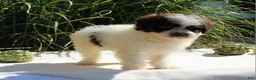 Miniature Poodle dogs for sale: Stella - Ad 12