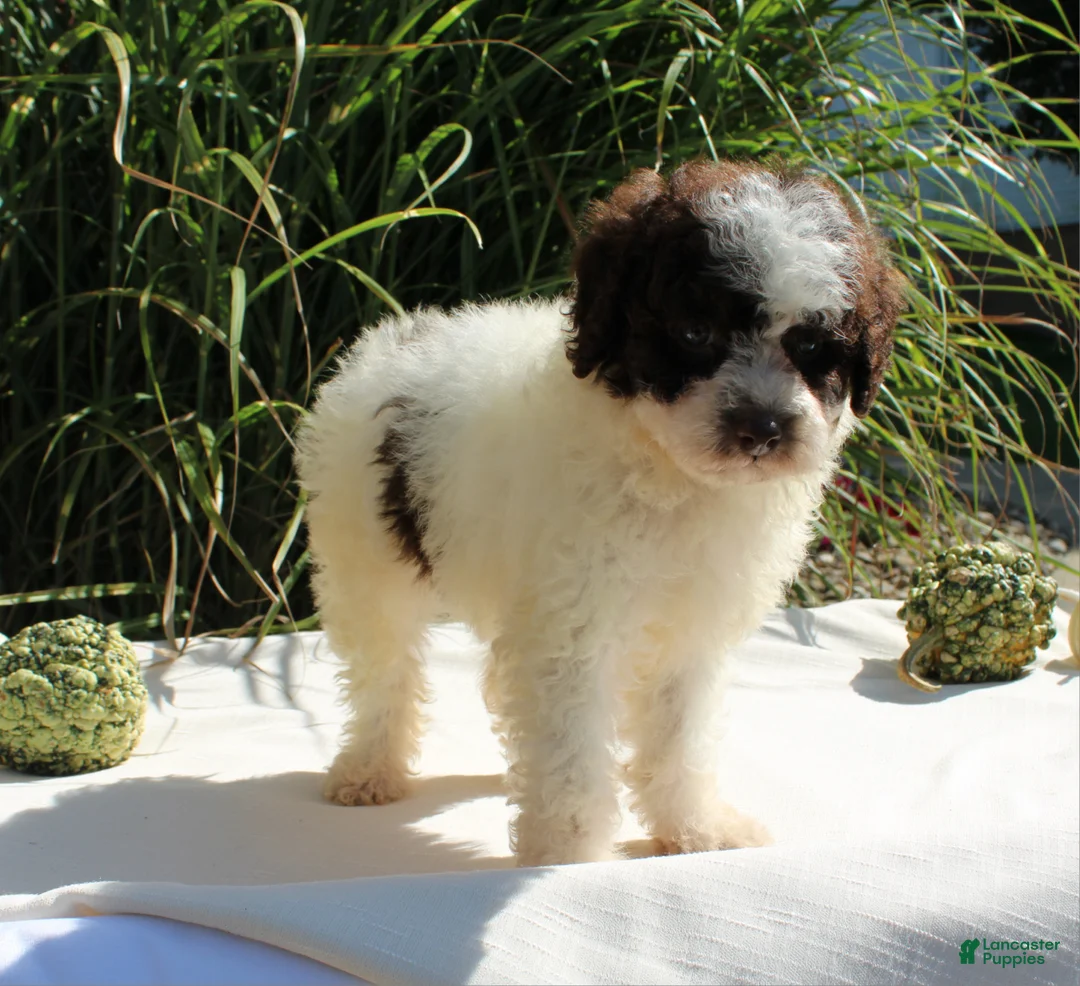 Miniature Poodle dogs for sale: Stella - Ad 12