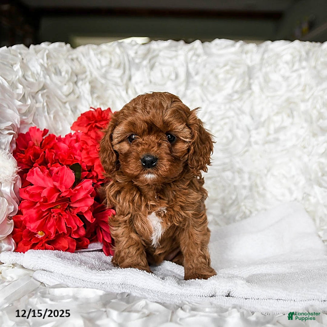 Cavapoo dogs for sale: Noel - Ad 2