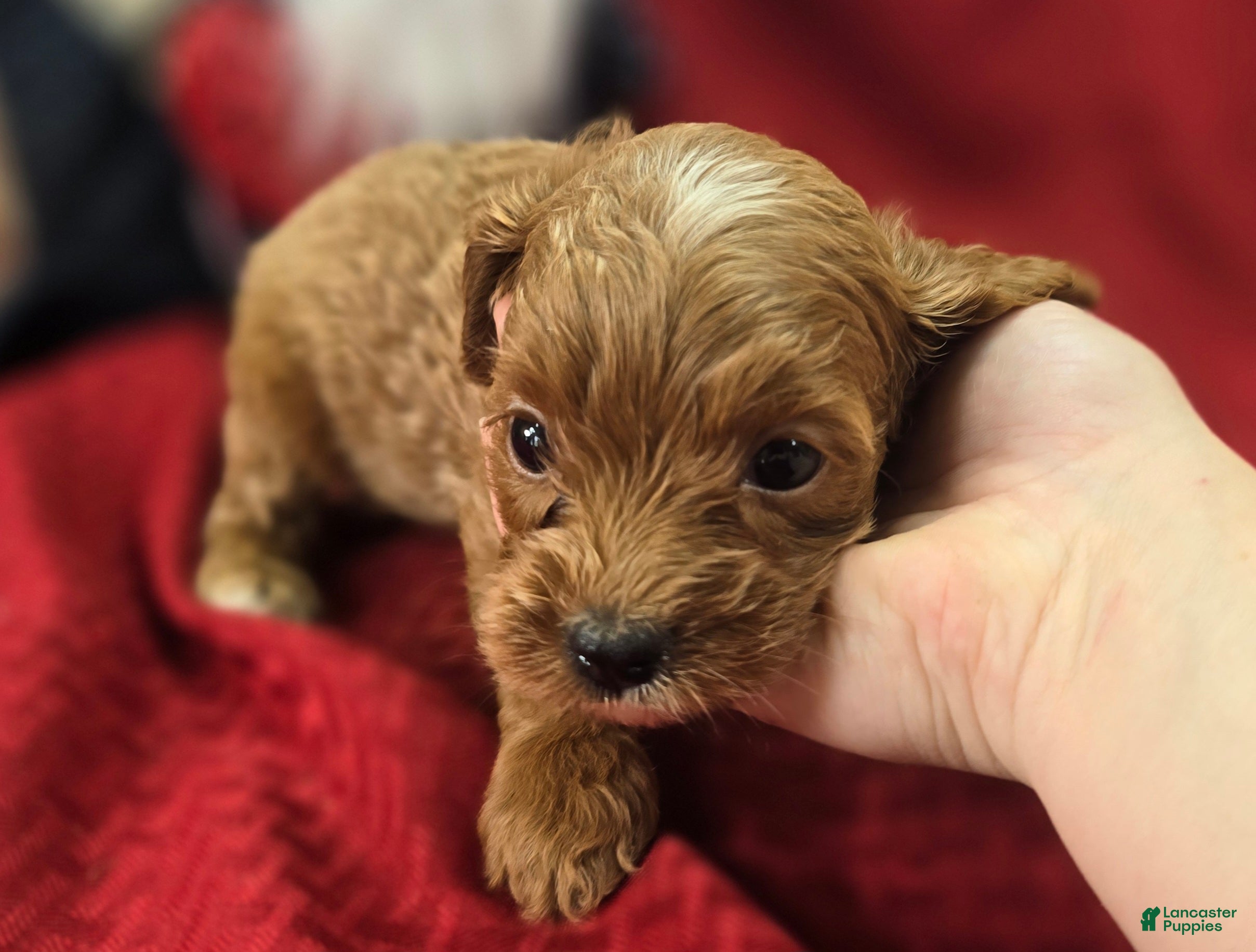 Cavapoo dogs Ladybug - Ad 28