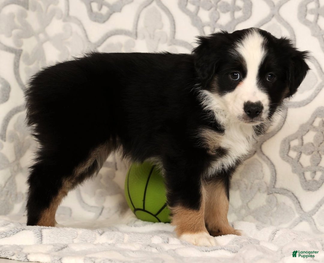 Miniature Australian Shepherd dogs for sale: Jane - Ad 8