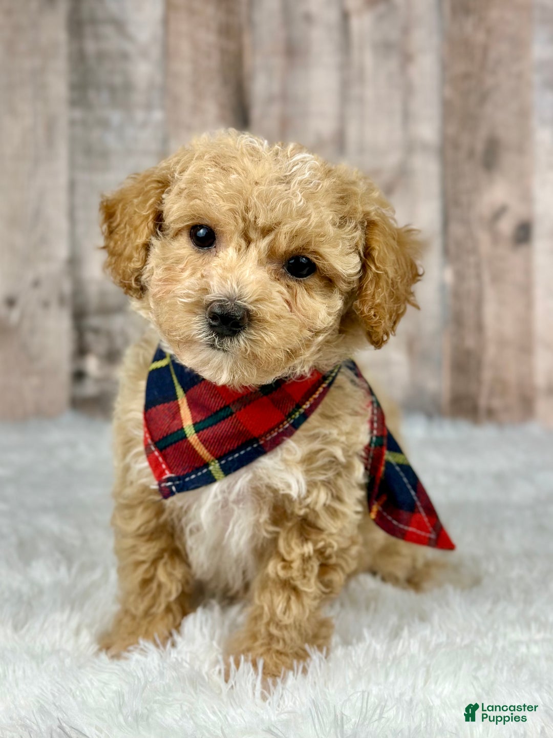 Bichpoo dogs for sale: Girl Jenna - 8338 - Ad 1