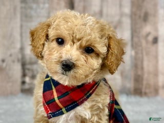 Bichpoo dogs Girl Jenna - 8338 - Ad 16