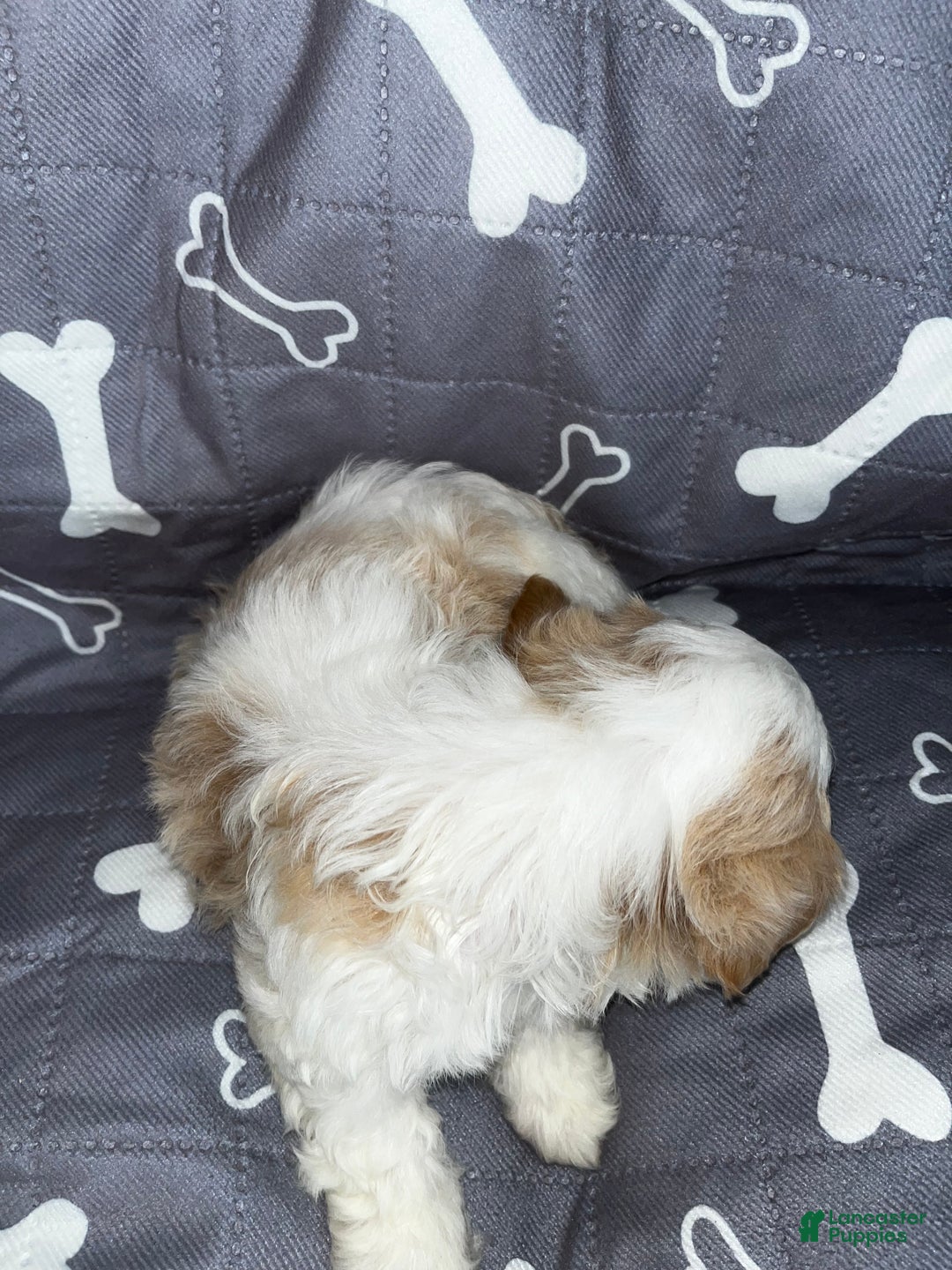 Shih Tzu dogs for sale: Clover - Ad 8
