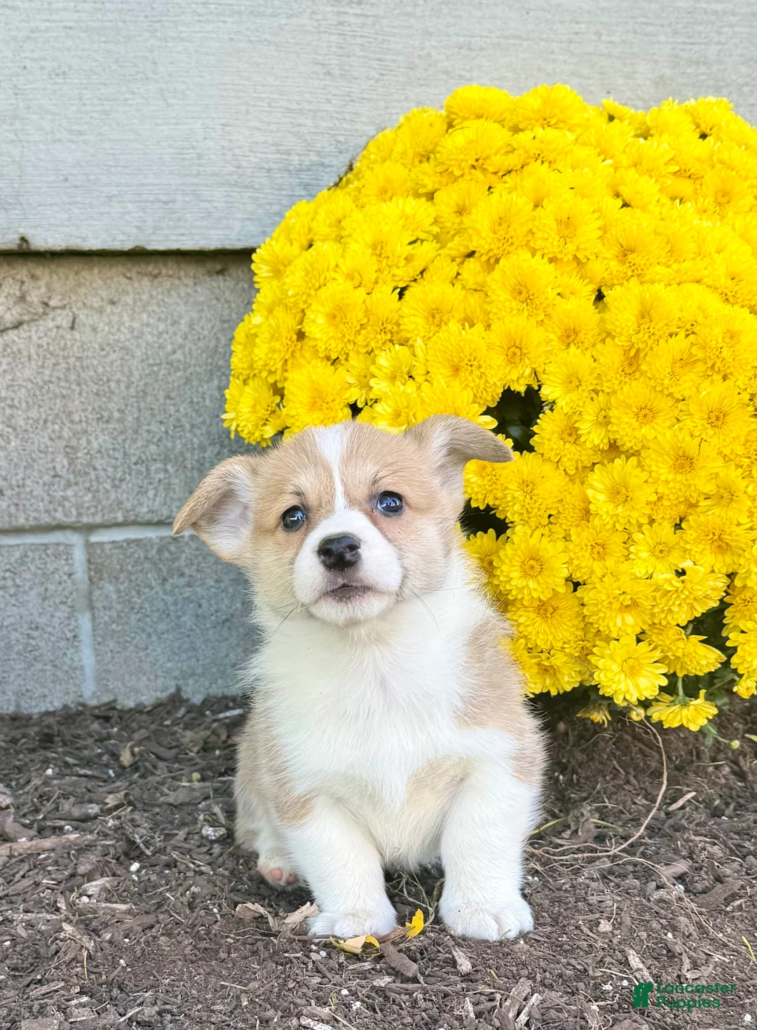 Welsh Corgi Pembroke dogs for sale: Sandra - Ad 2