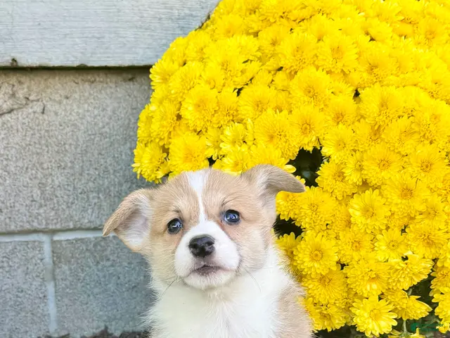 Welsh Corgi Pembroke dogs for sale: Sandra - Ad 2